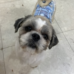 (シークン シーズー 男の子).jpg