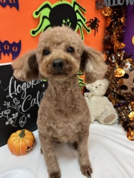 (ジュエル トイプードル 女の子).jpg