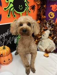 (ミオ トイプードル 女の子).jpg