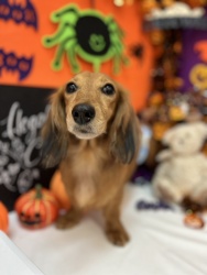 (ライフ ミニチュアダックスフンド 女の子).jpg