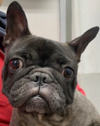 (テスラ　フレンチブルドッグ　女の子).jpg
