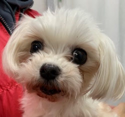 (てんもん　マルチーズ　女の子).jpg