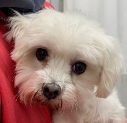(マロッシュ　マルチーズ　男の子).jpg