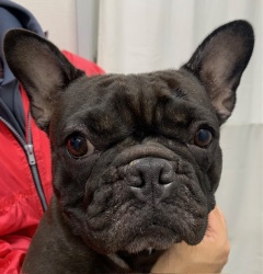 (ルコリ　フレンチブルドッグ　女の子).jpg