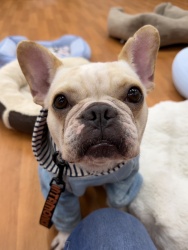 (アチェロ　フレンチブルドッグ　女の子).jpg
