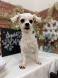 (くらぶ マルチーズ 男の子).jpg