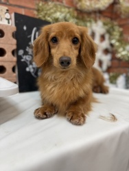 (すたー ミニチュアダックスフンド 女の子).jpg