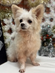 (まうすん MIX(マルチーズとポメラニアン) 女の子).jpg