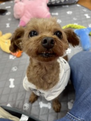 (つっつん　トイプードル　　男の子).jpg