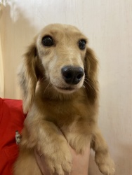 (おしゃ ミニチュアダックスフンド 女の子).jpg