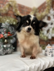 (フィガロ ロングコートチワワ 女の子).jpg