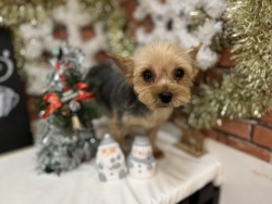 (ベルリ ヨークシャテリア 女の子).jpg