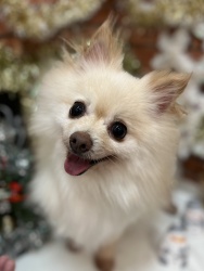 (まりい ポメラニアン 女の子).jpg