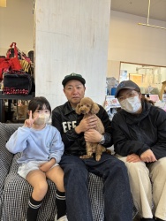 (ちいず トイプードル).jpg