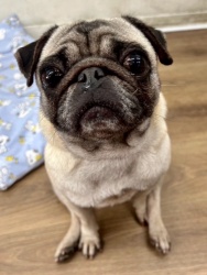 (ピナット　パグ　女の子).jpg