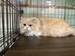 (エイト マンチカン 男の子).jpg