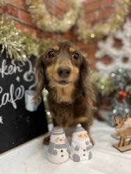 (ちょっこ ミニチュアダックスフンド 女の子).jpg