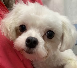 (オリベル　マルチーズ　女の子).jpg