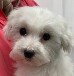 (ハピハピ　マルチーズ　女の子).jpg