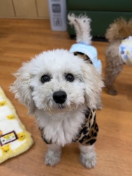 (ティーサ　トイプードル　女の子).jpg