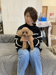 (アオイ トイプードル).jpg