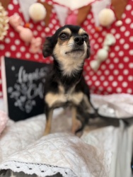 (ガラス ロングコートチワワ 女の子).jpg