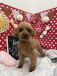 (グミ トイプードル 女の子).jpg