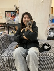 (ドル ヨークシャテリア).jpg