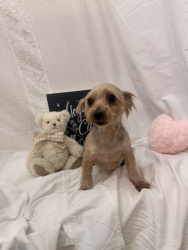 (ショコラ ヨークシャテリア 女の子).jpg