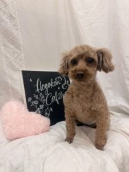 (八兵衛(はちべえ) トイプードル 男の子).jpg