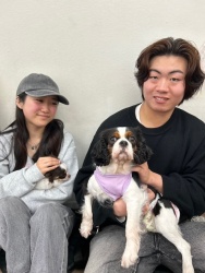 (ヒイナ　キャバリアキングチャールズスパニエル).JPG