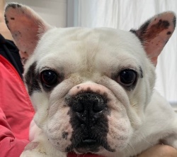 (パイナプー　フレンチブルドッグ　男の子).jpg