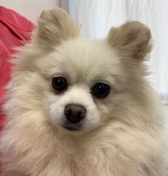 (ニャーピー　ポメラニアン　女の子).jpg