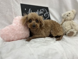 (みなりん トイプードル 女の子).jpg