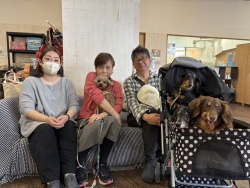 (ももさま トイプードル).jpg