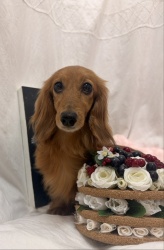 (ウェルチ ミニチュアダックスフンド 女の子).jpg