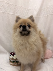 (ジムリー ポメラニアン 女の子).jpg