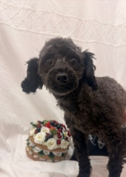 (マロン トイプードル 女の子).jpg