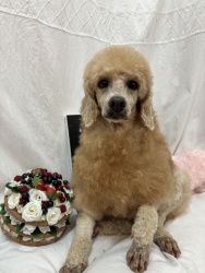 (ラミ トイプードル 女の子).jpg