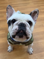 (パイナプー　フレンチブルドッグ　男の子).jpg
