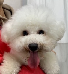 (ラプランド　ビションフリーゼ　男の子).jpg