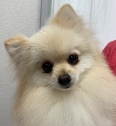 (カンフー　ポメラニアン　男の子).jpg