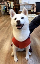 (ぱるるん　柴犬　女の子).jpg
