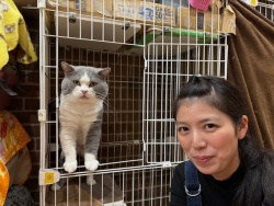 (どんじゃら　ブリティッシュショートヘアー).JPG