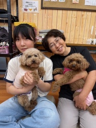 (セイボリー　トイプードル).JPG