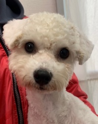(ピッコラ　ビションフリーゼ　男の子).jpg