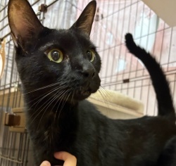 (はなまる　雑種猫　男の子).jpg