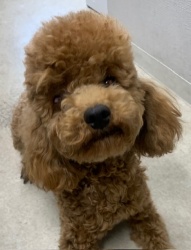 (つぶあん　トイプードル　男の子).jpg