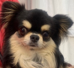 (あさつき　ロングコートチワワ　男の子).jpg