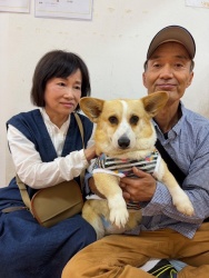 (しゅんぎく　ウェルシュコーギーペンブローク).JPG